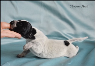 wye niemiecki, spinone italiano