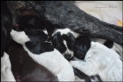 wye niemiecki, spinone italiano