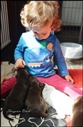 wye niemiecki, spinone italiano