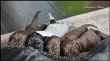 wye niemiecki, spinone italiano