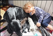 wye niemiecki, spinone italiano