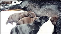 wye niemiecki, spinone italiano