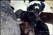 wye niemiecki, spinone italiano