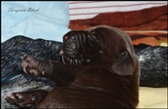 wye niemiecki, spinone italiano