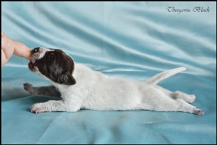 wye niemiecki, spinone italiano