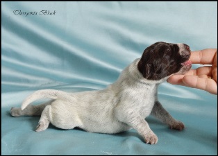 wye niemiecki, spinone italiano