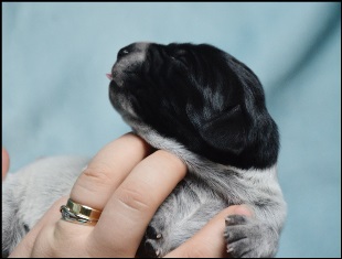 wye niemiecki, spinone italiano