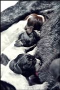 wye niemiecki, spinone italiano