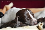 wye niemiecki, spinone italiano