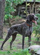 wye niemiecki, spinone italiano