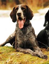 wye niemiecki, spinone italiano