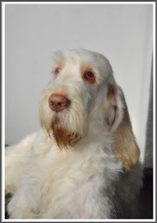 wye niemiecki, spinone italiano