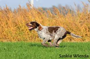 wye niemiecki, spinone italiano