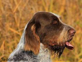 wye niemiecki, spinone italiano