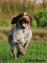 wye niemiecki, spinone italiano