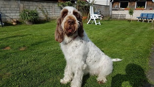 wye niemiecki, spinone italiano