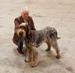 wye niemiecki, spinone italiano
