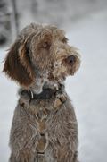 wye niemiecki, spinone italiano