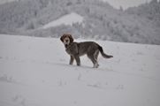 wye niemiecki, spinone italiano