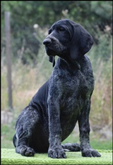wye niemiecki, spinone italiano