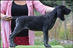 wye niemiecki, spinone italiano