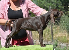 wye niemiecki, spinone italiano