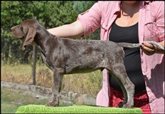wye niemiecki, spinone italiano