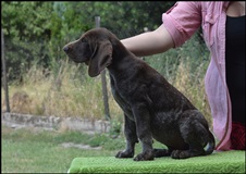 wye niemiecki, spinone italiano