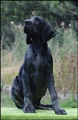 wye niemiecki, spinone italiano