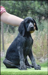 wye niemiecki, spinone italiano