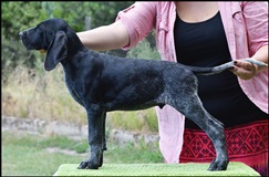 wye niemiecki, spinone italiano
