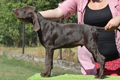 wye niemiecki, spinone italiano