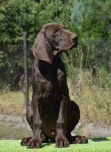 wye niemiecki, spinone italiano