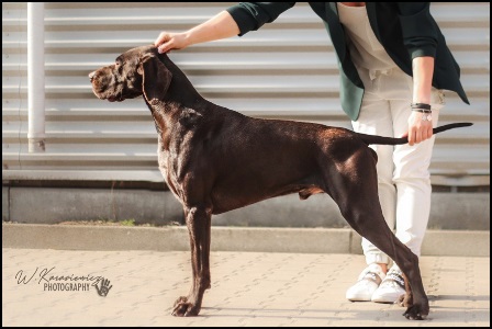 wye niemiecki, spinone italiano
