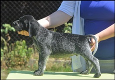 wye niemiecki, spinone italiano