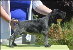 wye niemiecki, spinone italiano