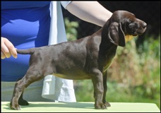 wye niemiecki, spinone italiano