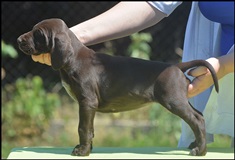 wye niemiecki, spinone italiano