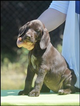 wye niemiecki, spinone italiano