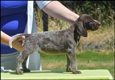 wye niemiecki, spinone italiano