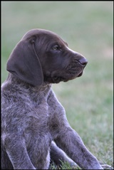 wye niemiecki, spinone italiano