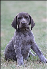 wye niemiecki, spinone italiano