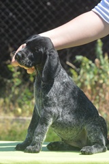 wye niemiecki, spinone italiano