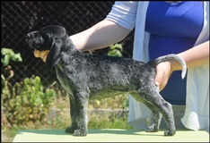wye niemiecki, spinone italiano