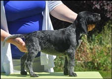 wye niemiecki, spinone italiano