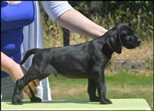 wye niemiecki, spinone italiano