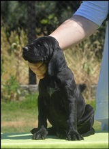 wye niemiecki, spinone italiano