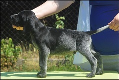 wye niemiecki, spinone italiano