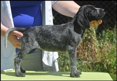 wye niemiecki, spinone italiano
