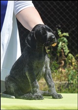 wye niemiecki, spinone italiano